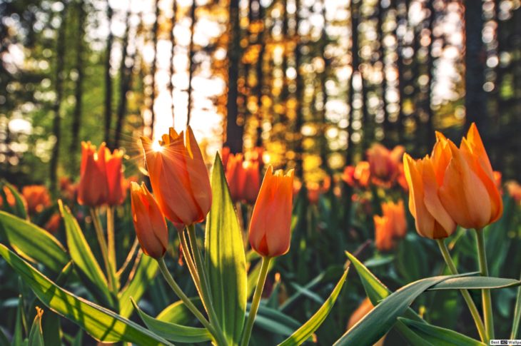 arancione-campo-tulipani-sfondo-2560x1600-17553_7