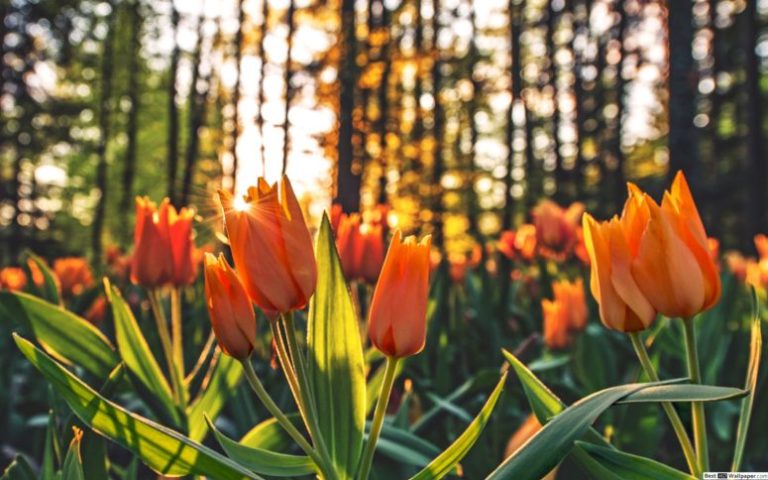 https://bit01.argosoft.cloud/wp-content/uploads/2024/03/arancione-campo-tulipani-sfondo-2560x1600-17553_7-e1712055873895.jpg